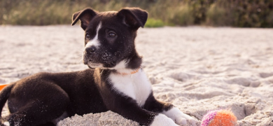 entrainement chiot